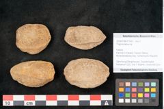 Foto (Objekt + Etikett) von Trigonocarpus sp.  (NHMW-GEO-2024-0188-11149)